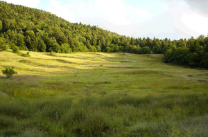 Bredhi i Hotovës National Park provides contrasting but wonderful views of vegetation consisting of Macedonian fir, maple, oaks, red and black juniper, raspberry, black horn beam, and other Mediterranean plants.